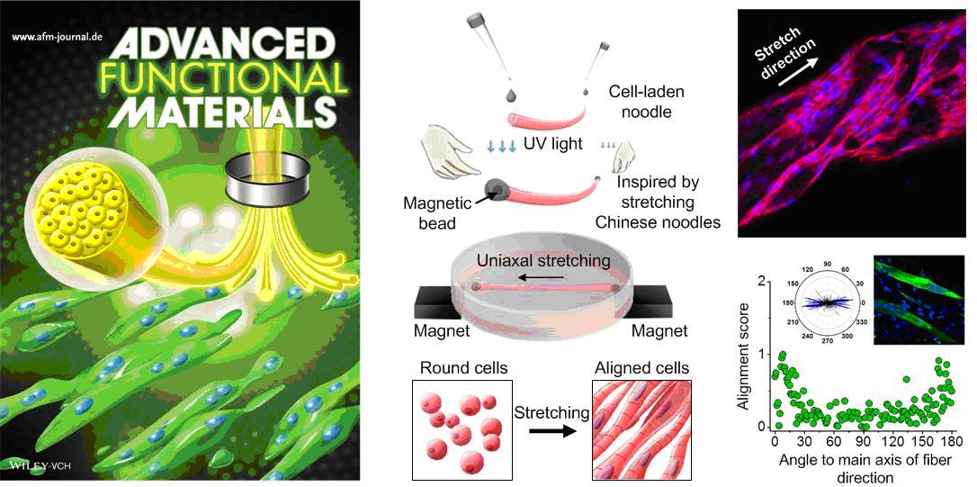 仿生工程与生物力学中心最新研究成果图片