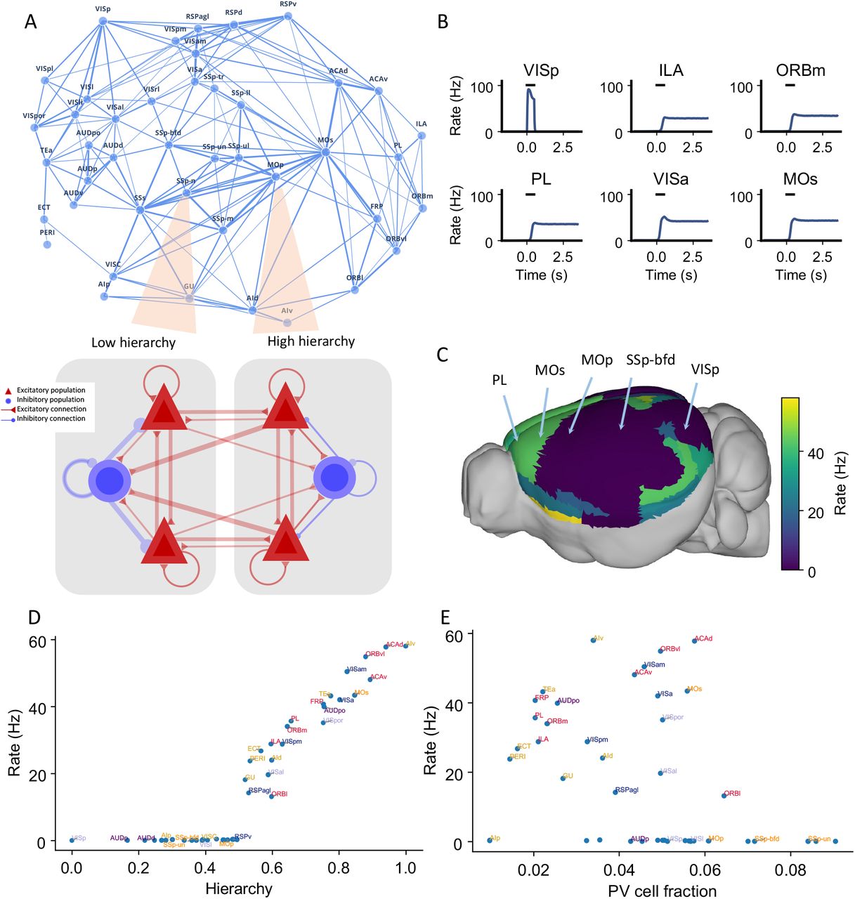 Mouse_cortex_DWM.jpg