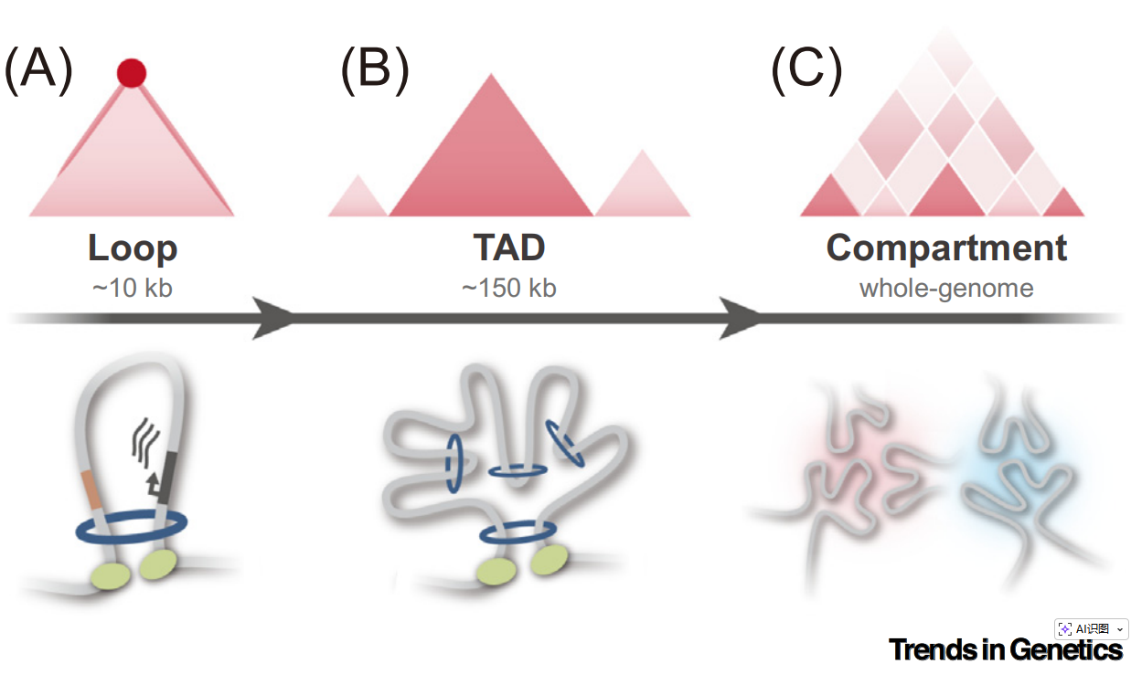 Fig.1
